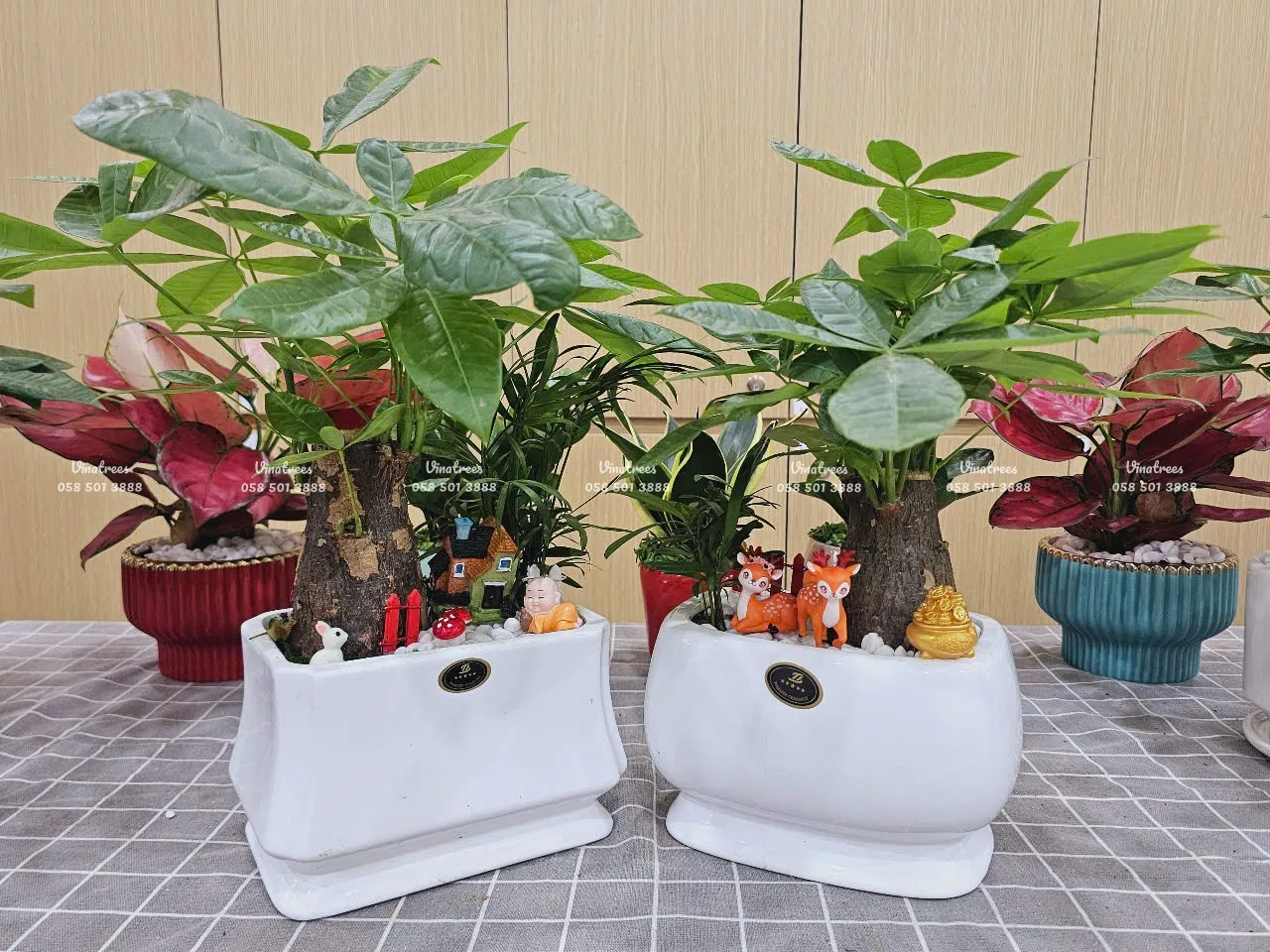 Giá Cây Kim Ngân Để Bàn tại Green Homes